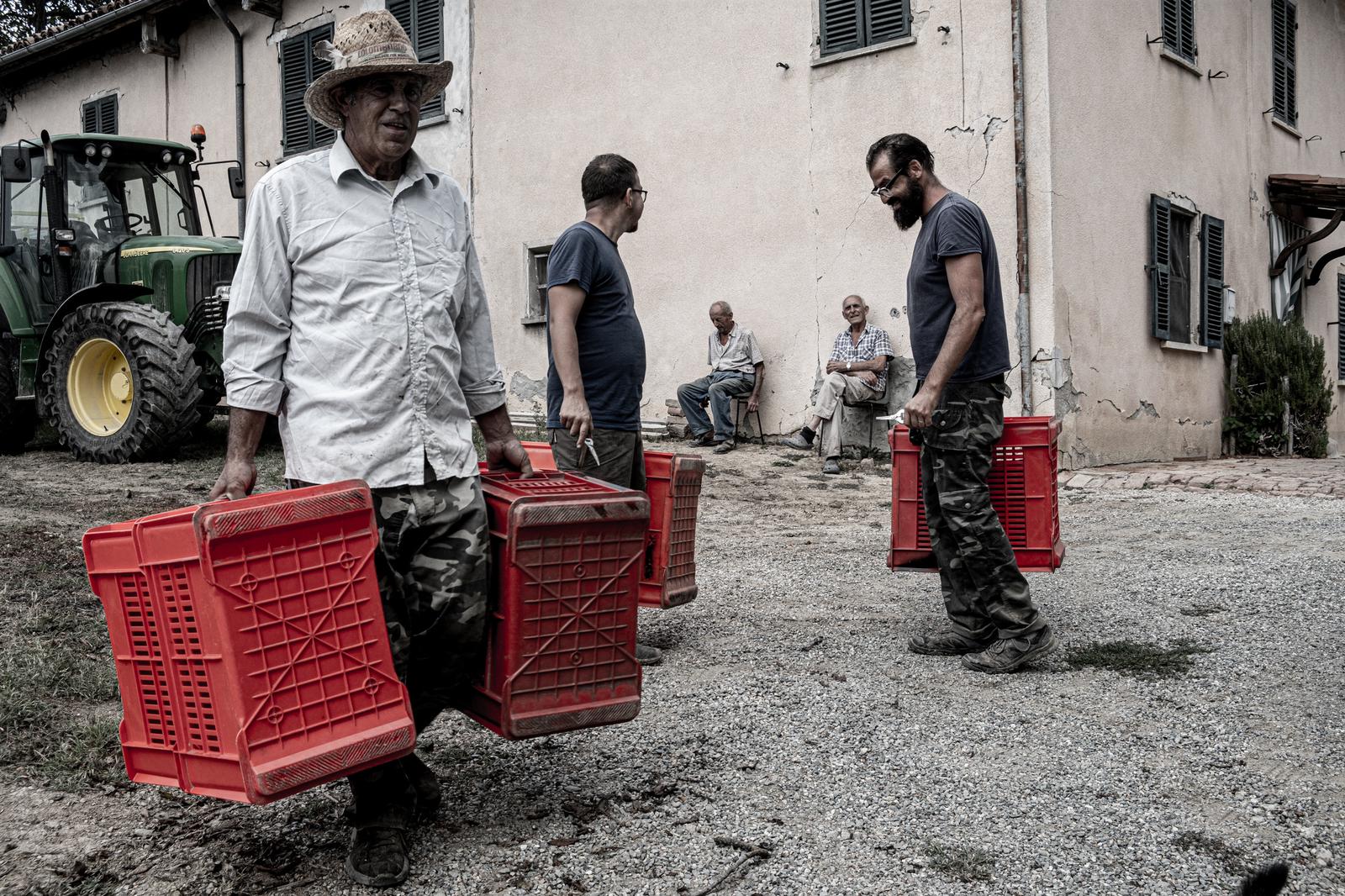 Agricola Sette